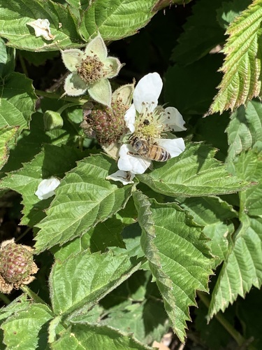 iNaturalist observation photo of Western Honey Bee