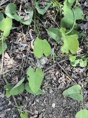Aristolochia californica