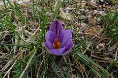 Crocus corsicus