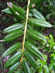 Agarista populifolia image