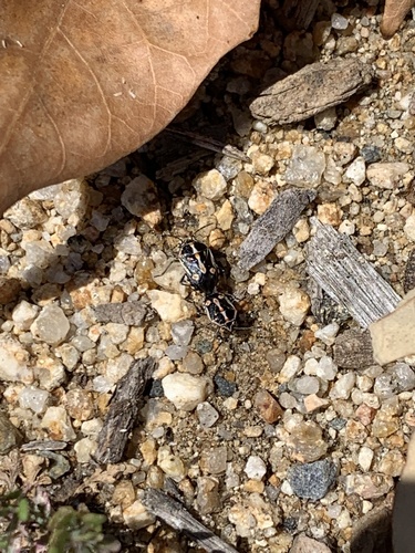 iNaturalist observation photo of Bagrada Bug