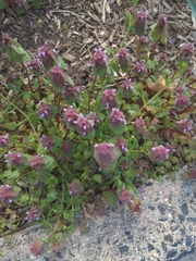 Lamium purpureum