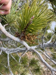 Arceuthobium tsugense contortae