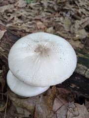 Agaricus leptocaulis