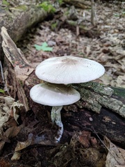 Agaricus leptocaulis