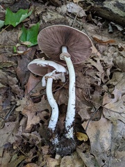 Agaricus leptocaulis
