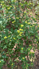 Baptisia nuttalliana