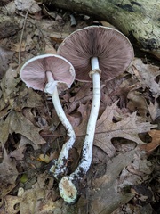 Agaricus leptocaulis