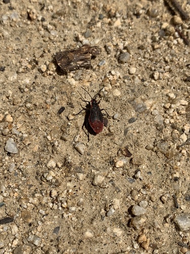 iNaturalist observation photo of Red-shouldered Bug
