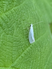 Eucalantica polita