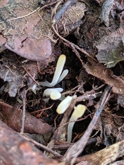 Clavaria acuta