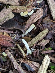Clavaria acuta
