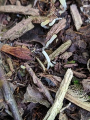 Clavaria acuta