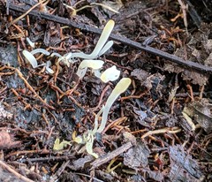 Clavaria acuta