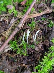 Clavaria acuta