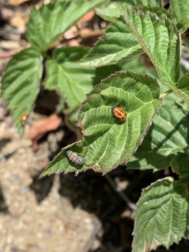 iNaturalist observation photo of Black-spotted Lady Beetles