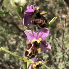 Ophrys scolopax