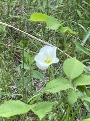 Callirhoe alcaeoides