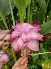Curcuma
