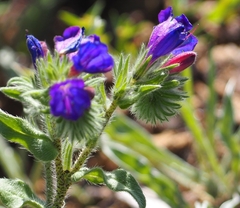 Echium sabulicola