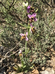 Ophrys scolopax