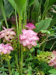Curcuma