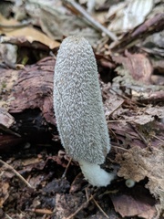 Coprinopsis jonesii