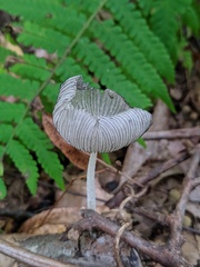 Coprinopsis jonesii