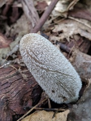 Coprinopsis jonesii