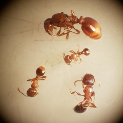 Tetramorium meridionale