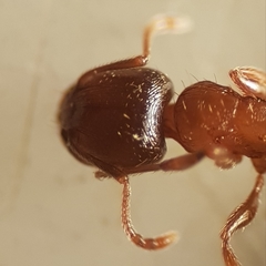 Tetramorium meridionale