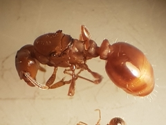 Tetramorium meridionale