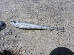 Merluccius bilinearis