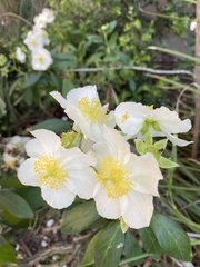 Carpenteria