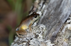Arthroleptis poecilonotus