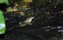 Conraua goliath