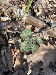 Dicentra canadensis