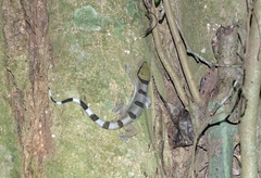 Hemidactylus eniangii