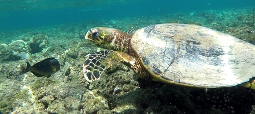Hawksbill Sea Turtle — seen at this dive site