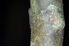 Hemidactylus longicephalus