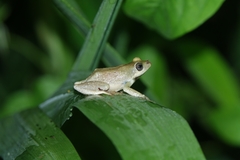 Hyperolius tuberculatus