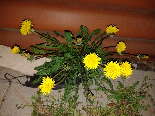 púpava (Taraxacum)