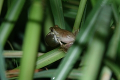 Hyperolius tuberculatus