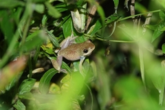 Hyperolius tuberculatus