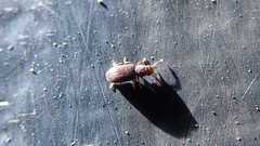 Coleoptera