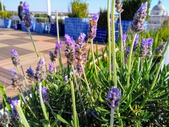 Lavandula