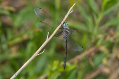 Brechmorhoga pertinax