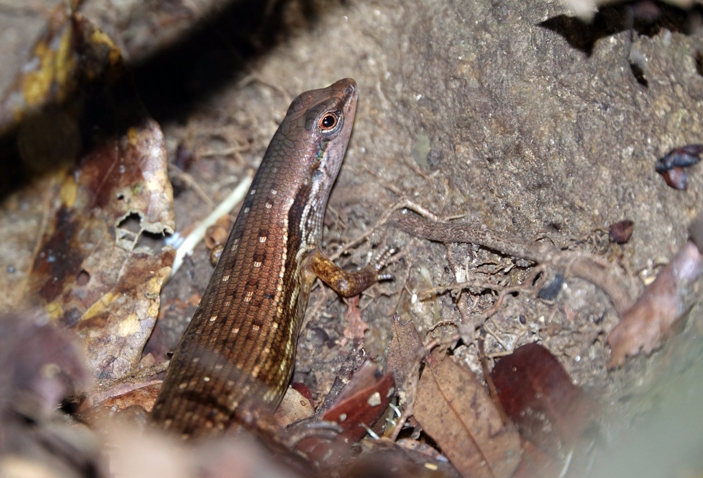 Peters' Lidless Skink