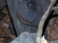 Panaspis breviceps