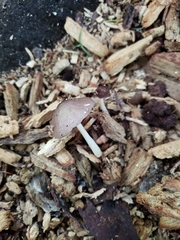 Bolbitius reticulatus